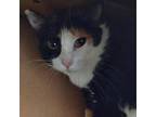 Adopt Callie a Domestic Short Hair