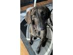 Adopt RUTHIE x a Plott Hound, Bloodhound
