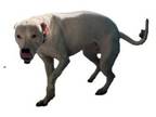Adopt Riley a Mixed Breed
