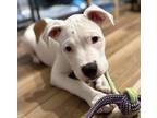 Adopt Trudi a Pit Bull Terrier