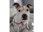 Adopt Carolina a Pit Bull Terrier