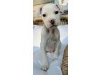 Adopt Taylor a Pit Bull Terrier