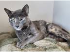 Adopt Serena a Domestic Short Hair