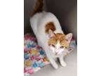 Adopt Popscicle a Domestic Short Hair
