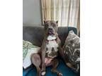 Adopt Hyacinth a Staffordshire Bull Terrier