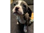 Adopt Olive a Pit Bull Terrier