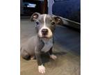 Adopt Ivy a Pit Bull Terrier