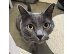 Adopt Link FKA Noel a Domestic Short Hair
