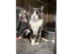 Adopt Rumor a Domestic Short Hair