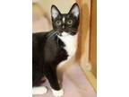 Adopt Teenie a Domestic Short Hair