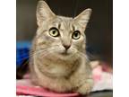 Adopt Katie a Domestic Short Hair