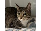 Adopt Maggie a Domestic Short Hair