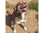 Adopt Xena a Mixed Breed