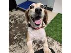 Adopt Nikki a Beagle