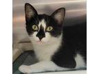 Adopt Emily a Domestic Short Hair