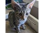 Adopt Hettie a Domestic Short Hair