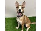 Adopt Cardi O a Husky, Pit Bull Terrier