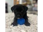 Adopt Brittney Griner a Cane Corso, Pit Bull Terrier
