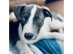 Adopt Layton a Pit Bull Terrier