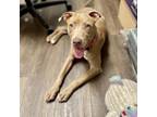 Adopt Arie a Pit Bull Terrier, American Staffordshire Terrier