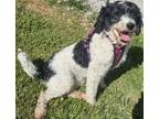 Adopt Lola a Bernese Mountain Dog, Labrador Retriever