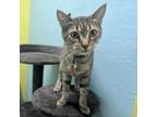 Adopt Snickers a Domestic Short Hair