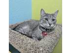 Adopt Misty a Domestic Short Hair