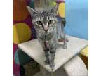 Adopt Sarabi a Domestic Short Hair