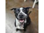 Adopt Sadie a Labrador Retriever, Mixed Breed