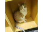 Adopt Amber a Domestic Short Hair