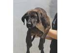 Adopt Lilith a Mastiff, Mixed Breed