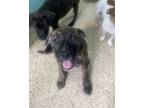 Adopt Lena a Mastiff, Mixed Breed