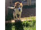 Adopt Gracie Loo a Beagle