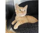 Adopt Phoebe a American Shorthair