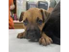 Adopt Allstate a Pit Bull Terrier