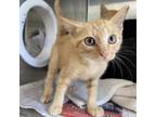 Adopt Piper a American Shorthair