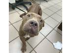 Adopt Progressive a Pit Bull Terrier