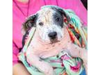 Adopt Farrah Pawcett a Hound