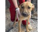 Adopt Daffodil 081309S a Pit Bull Terrier