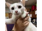 Adopt Eleanor 081401S a Domestic Short Hair