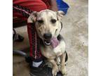 Adopt Callalilly 081308S a Basset Hound