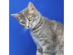 Adopt Mona 081311S a Domestic Short Hair