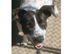 Adopt Grace 24 a Pointer