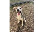 Adopt Tia a Mixed Breed
