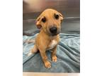 Adopt Babe a Mixed Breed