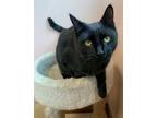 Adopt Lila a Domestic Short Hair