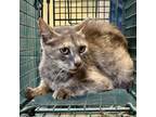 Adopt Havarti a Domestic Short Hair