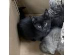 Adopt Triceratops a Domestic Short Hair