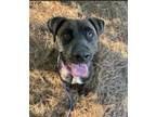 Adopt Dottie a Labrador Retriever