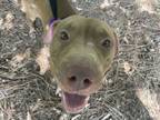 Adopt Tiffany a American Staffordshire Terrier